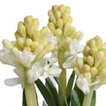 Hyacinth Bulb x3 in Terracotta Dish 9"H White