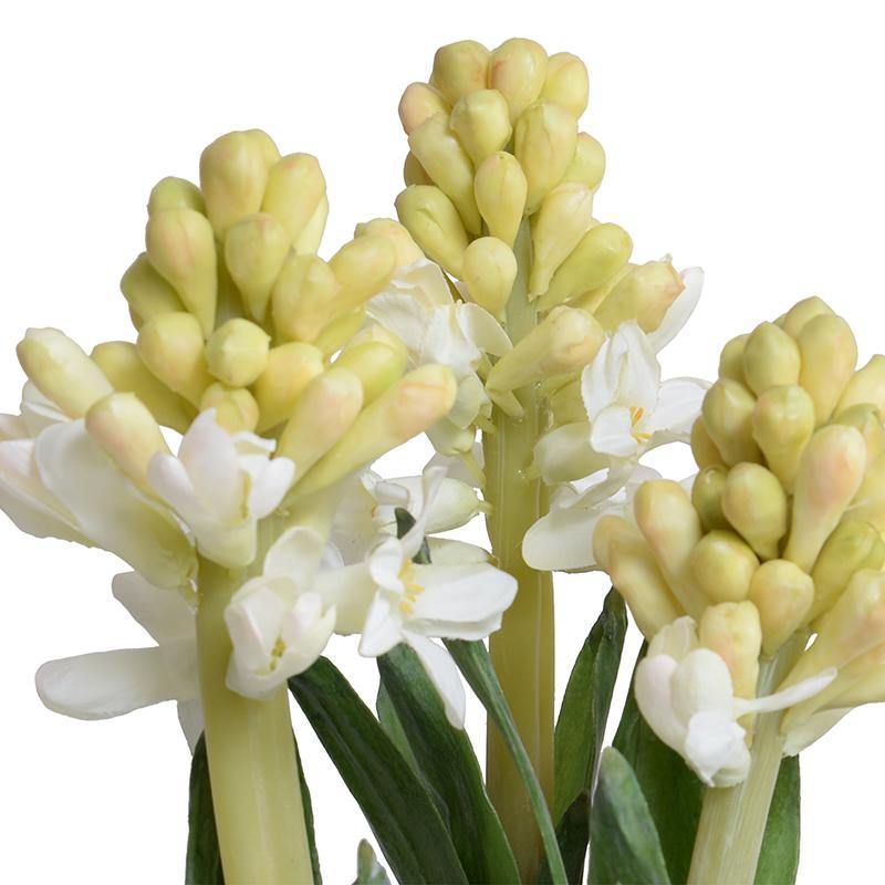 Hyacinth Bulb x3 in Terracotta Dish 9"H White