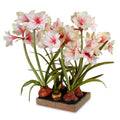 Amaryllis Bulbs in Terracotta Tray 28"H