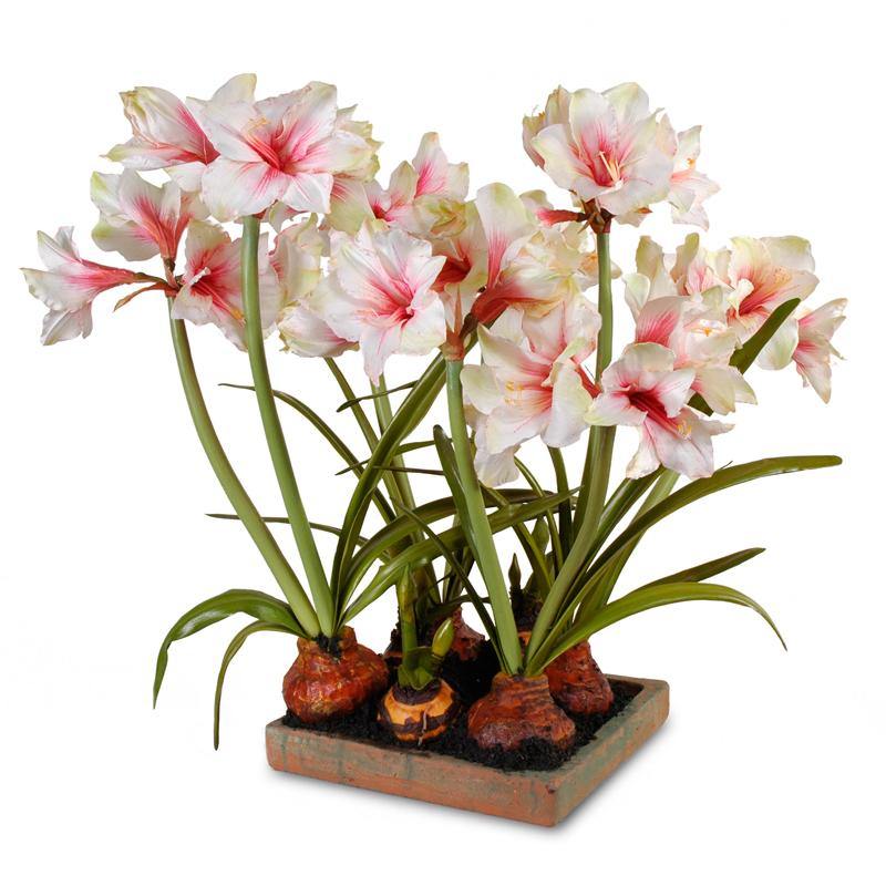 Amaryllis Bulbs in Terracotta Tray 28"H