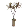Dracaena Marginata & Succulents in Terracotta 56"H