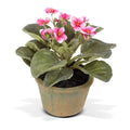 African Violet 8"H Pink