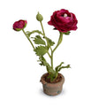 Ranunculus Mini-Pot 10"H Beauty