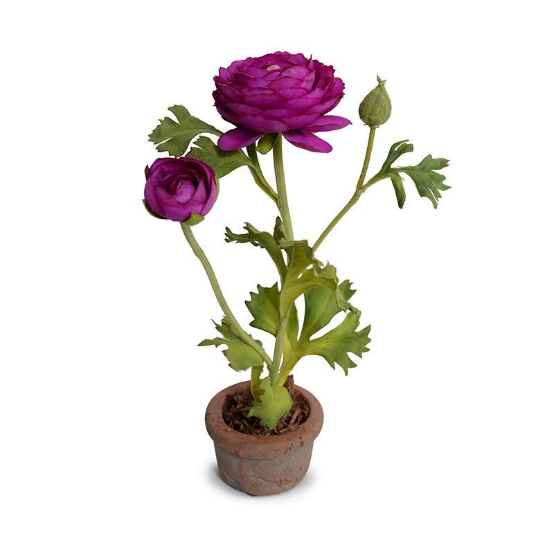 Ranunculus Mini-Pot 10"H Purple