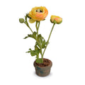 Ranunculus Mini-Pot 10"H Gold