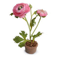 Ranunculus Mini-Pot 10"H Hot Pink