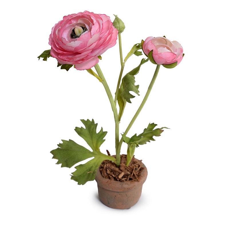 Ranunculus Mini-Pot 10"H Hot Pink