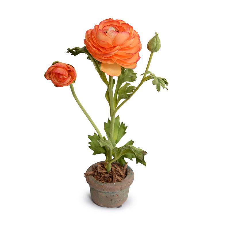 Ranunculus Mini-Pot 10"H Orange