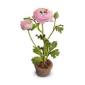 Ranunculus Mini-Pot 10"H Pink
