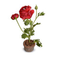 Ranunculus Mini-Pot 10"H Red