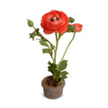 Ranunculus Mini-Pot 10"H Red Orange