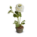 Ranunculus Mini-Pot 10"H White