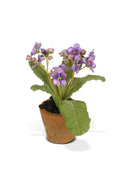 Auricula Mini-Pot