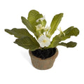 Primula Mini-Pot 6"H Cream