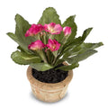 Primula Mini-Pot 6"H Fuchsia