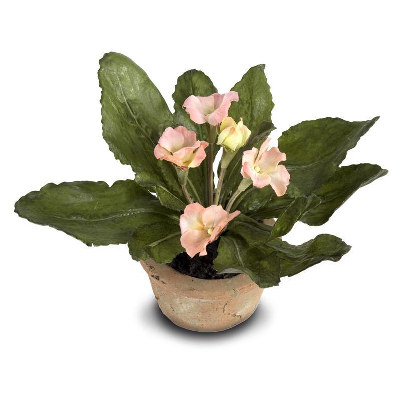 Primula Mini-Pot 6"H Peach