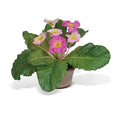 Primula Mini-Pot 6"H Pink