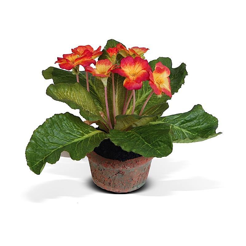 Primula Mini-Pot 6"H Red Yellow