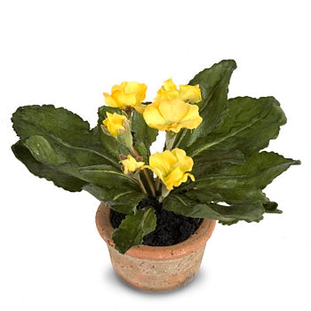 Primula Mini-Pot 6"H Yellow
