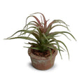 Succulent Spider 7"H