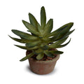 Succulent Sedum 7"H