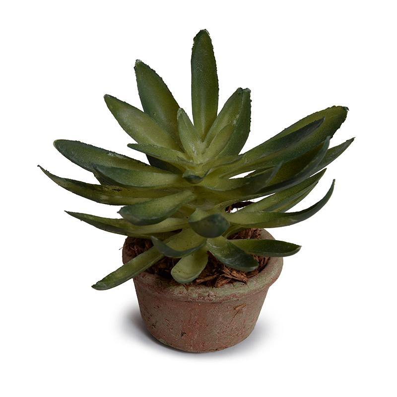 Succulent Sedum 7"H