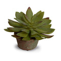 Succulent Sedum 5"H
