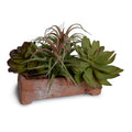 Succulent Arrangement 6"H
