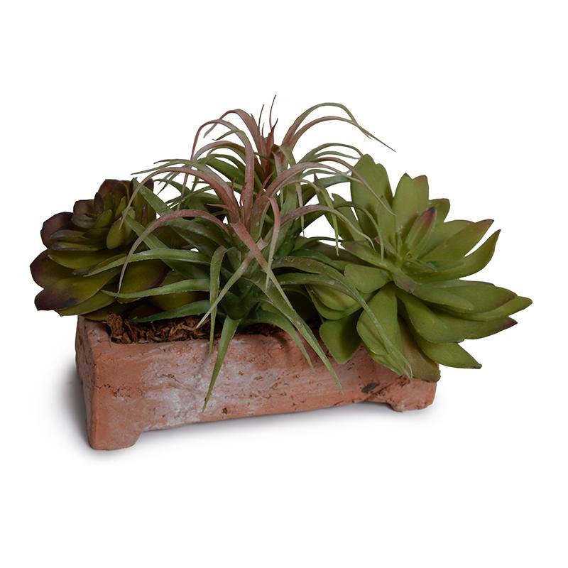 Succulent Arrangement 6"H