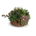 Succulents in Terracotta 9"H
