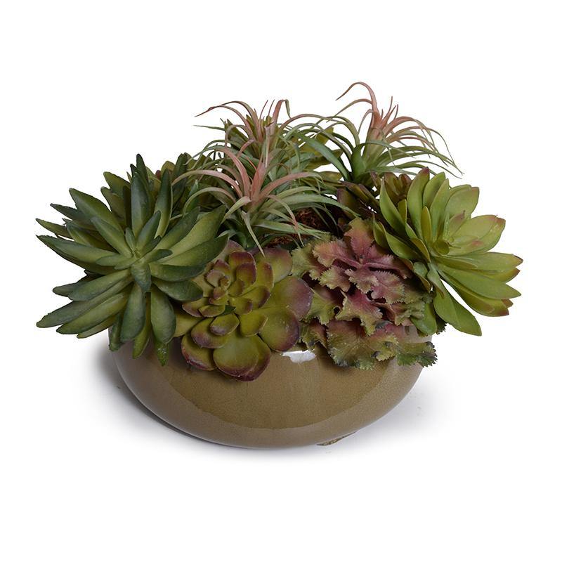 Succulent Arrangement 11"H