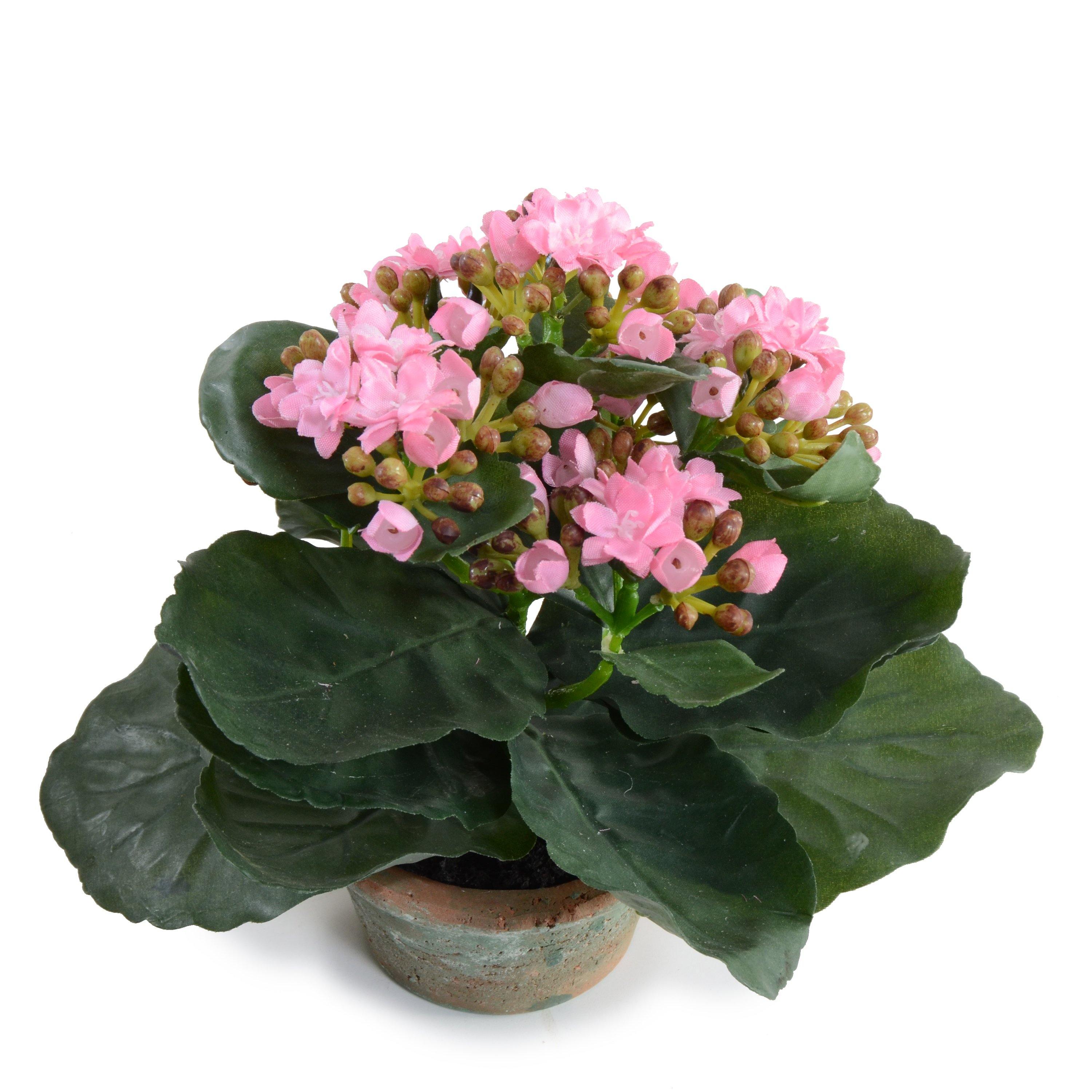 Kalanchoe Plant 7"H Pink