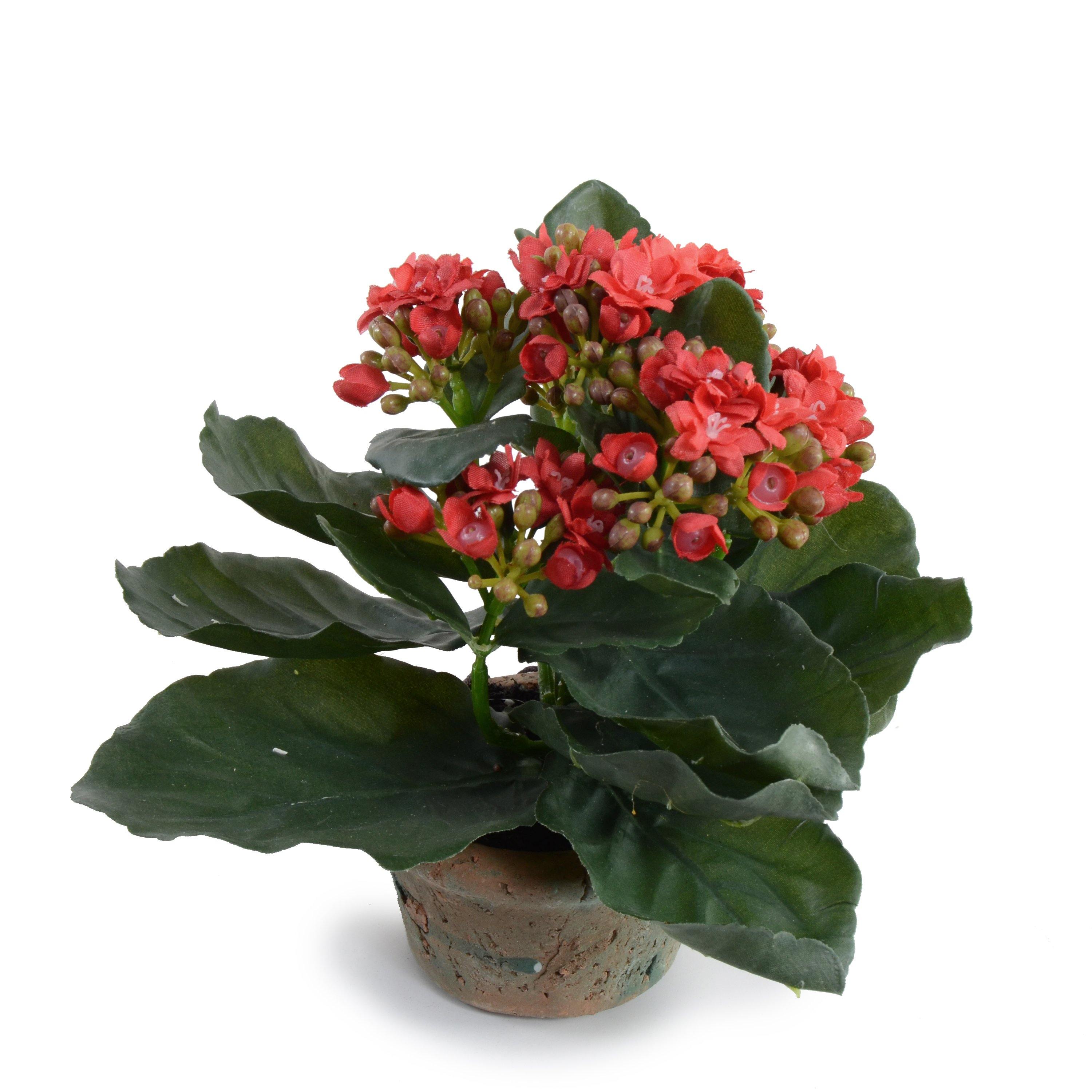 Kalanchoe Plant 7"H Red