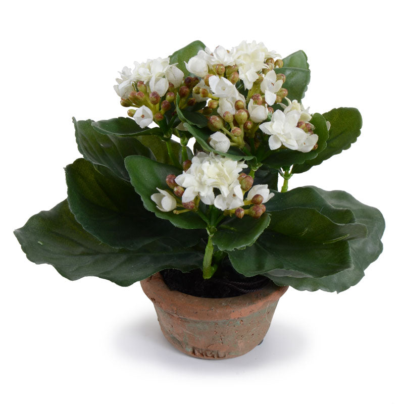 Kalanchoe Plant 7"H White