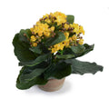 Kalanchoe Plant 7"H Yellow