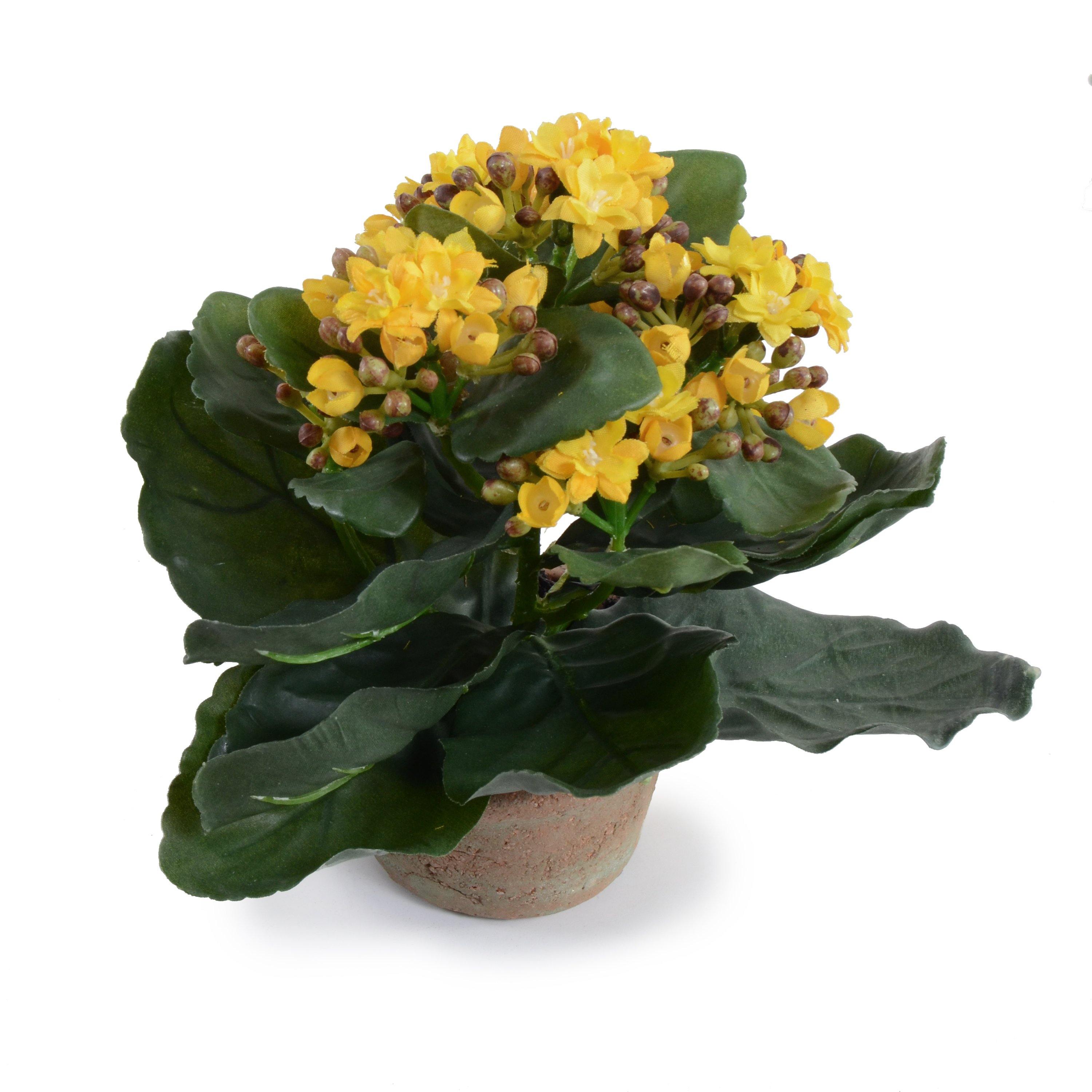 Kalanchoe Plant 7"H Yellow