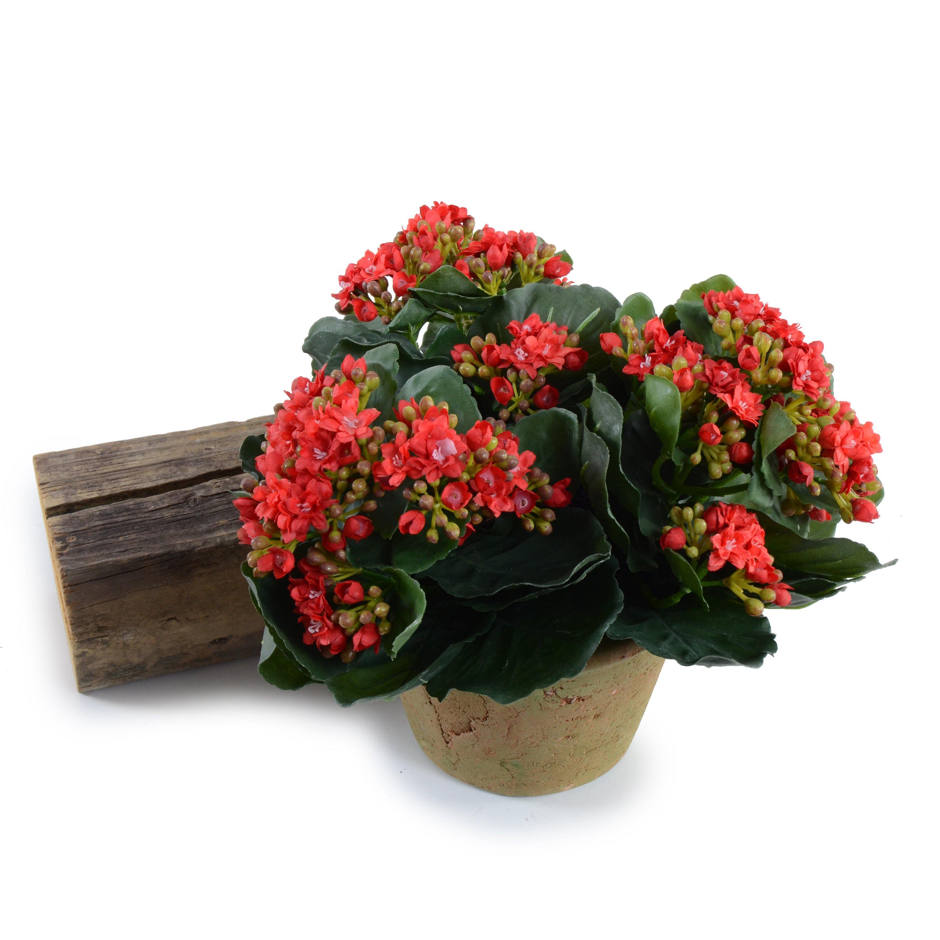 Kalanchoe Plant 9"H Red