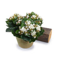 Kalanchoe Plant 9"H White