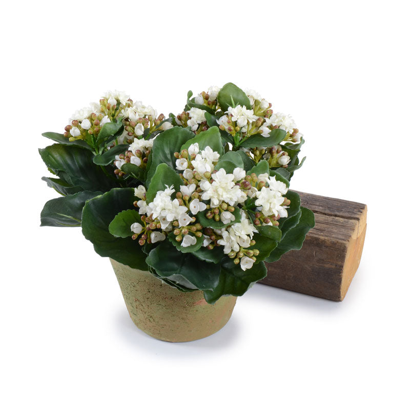 Kalanchoe Plant 9"H White