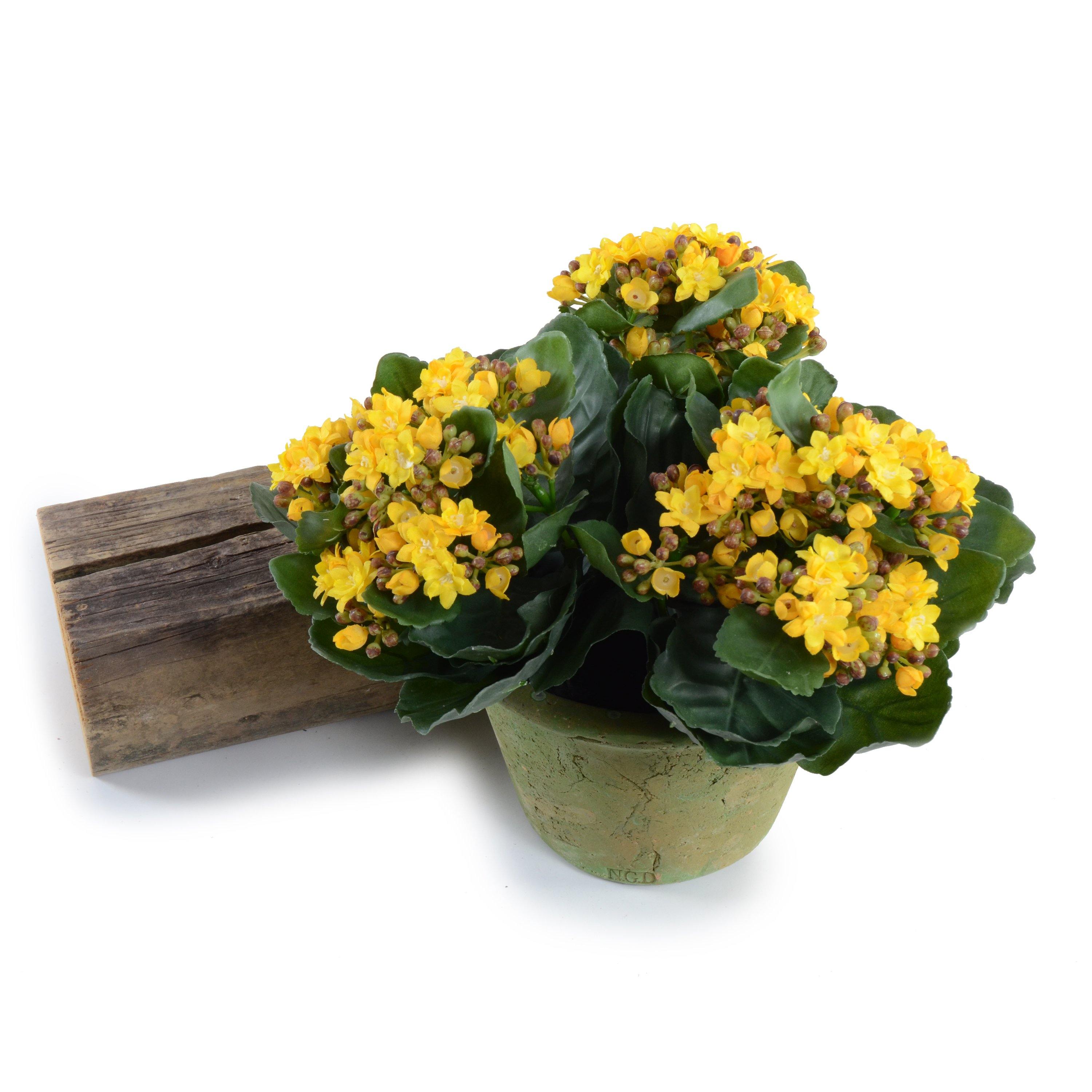 Kalanchoe Plant 9"H Yellow