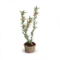 Rosemary Mini-Pot