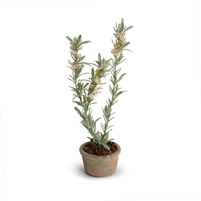 Rosemary Mini-Pot