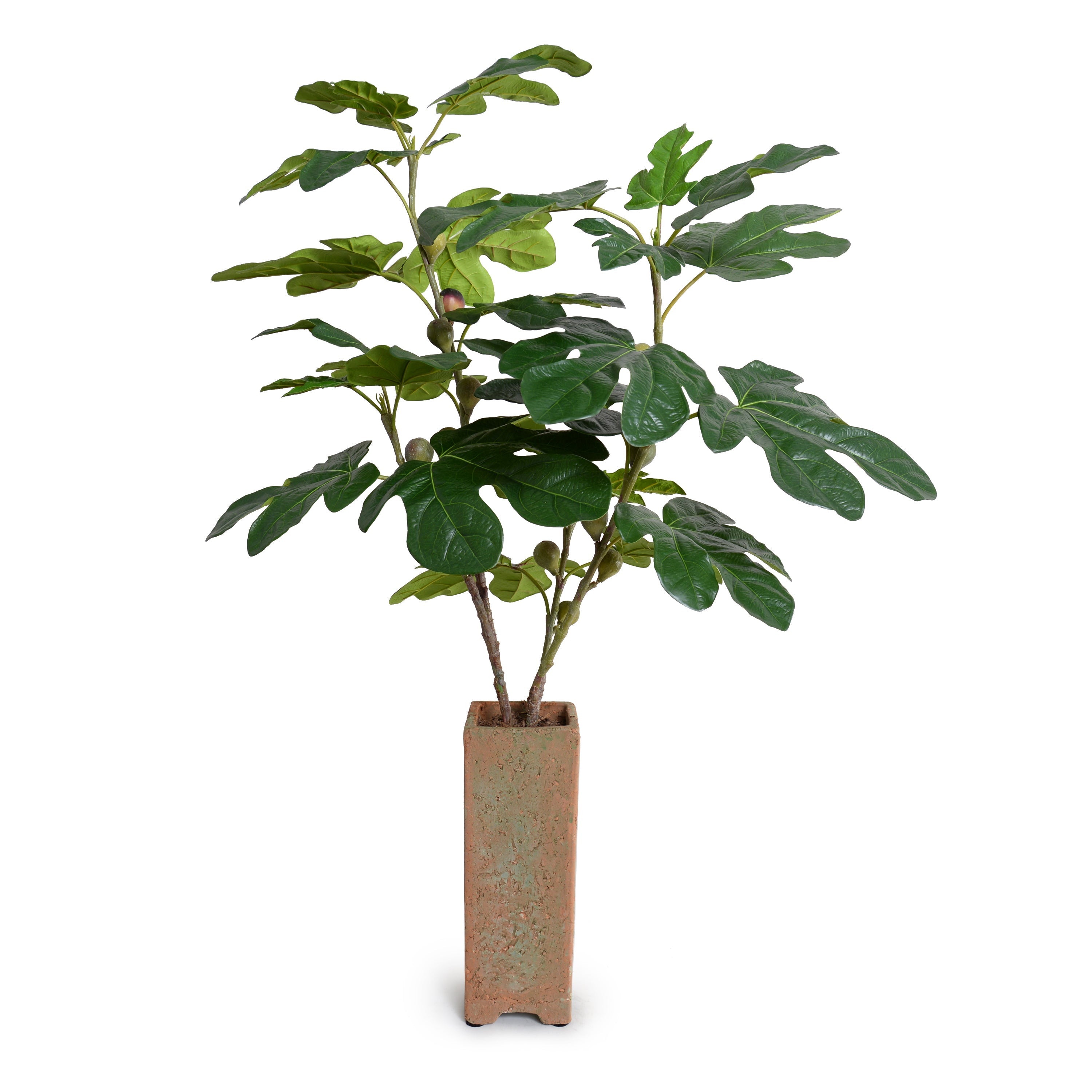 Fig Branches w/ Fruits in Vase 36"H Terracotta