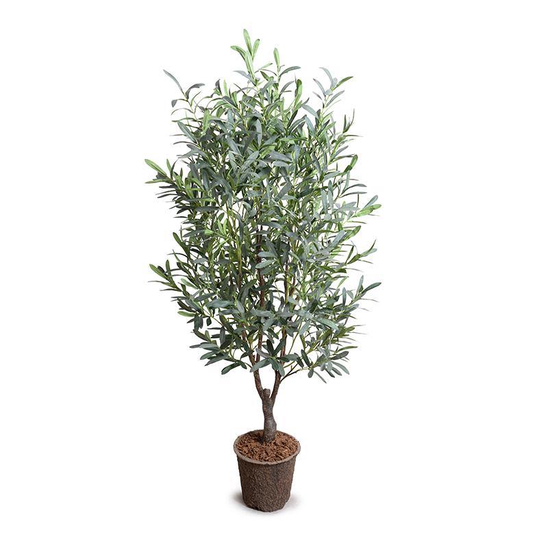 Olive Tree 5.5'