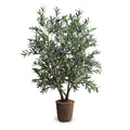 Olive Tree 5.5' Double-Trunk