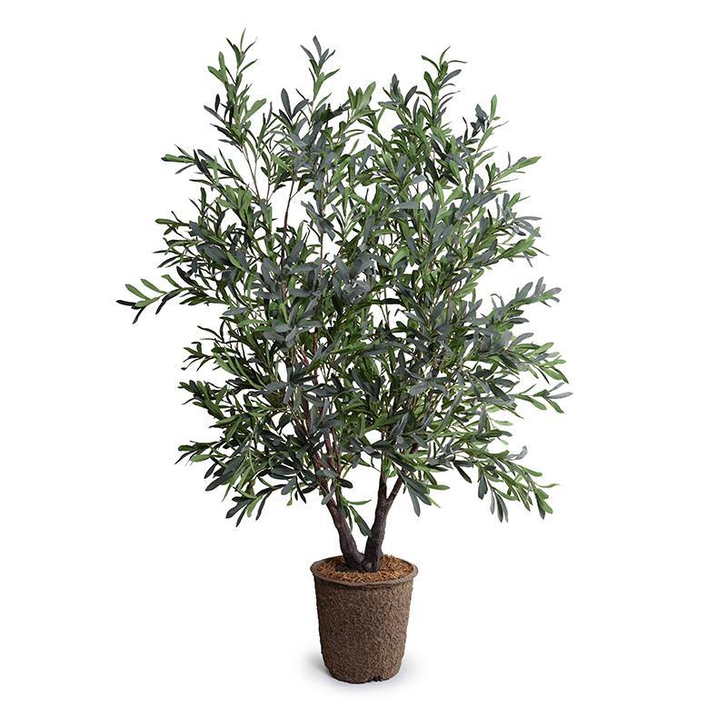Olive Tree 5.5' Double-Trunk