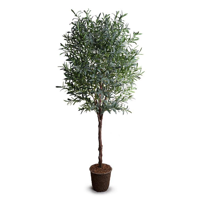 Olive Tree 8'
