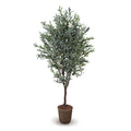Olive Tree 6.5'