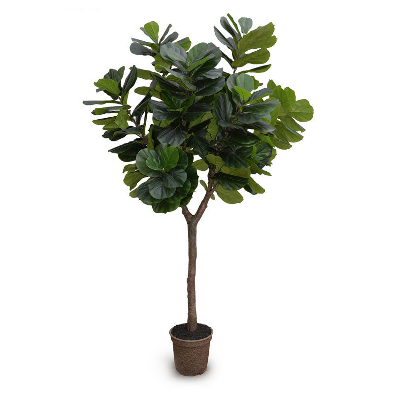 Fiddle Leaf Fig Tree 10'