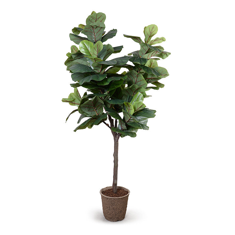 Fiddle Leaf Fig Tree 6.5'